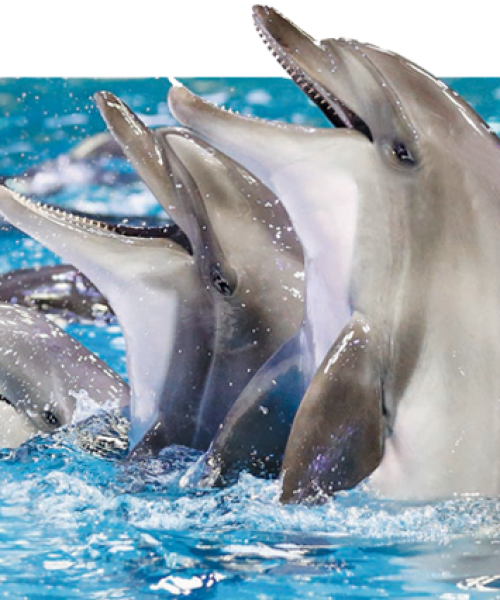Dubai Dolphin Show